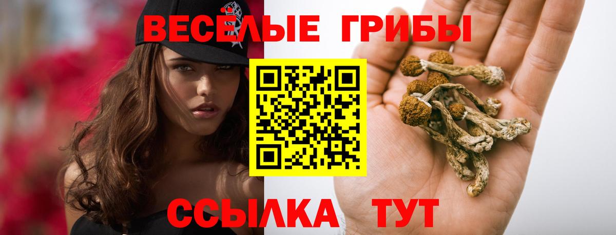 Галлюциногенные грибы Psilocybe Каменск-Шахтинский